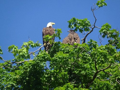 Two eagles perched on a tree branch, surrounded by vibrant green leaves against a clear blue sky.
