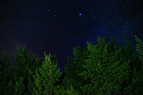 A starry night sky above a dense line of green trees, creating a serene and tranquil atmosphere.