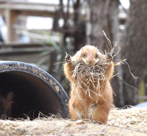A small brown rabbit holds a bundle of hay in its mouth, standing on a sandy surface near a dark tunnel.
