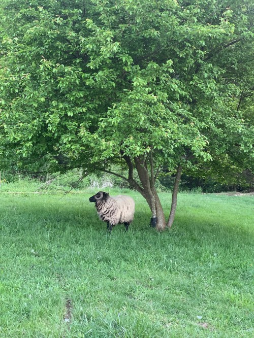 A sheep stands in a grassy field under a leafy tree, surrounded by greenery.