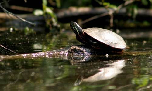 A turtle rests on a log in a calm, reflective pond surrounded by greenery.