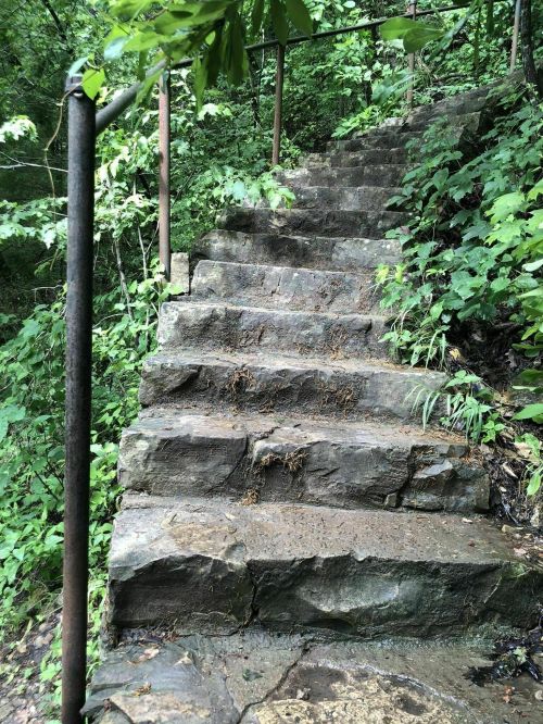 Stone steps leading up through a lush, green forest, surrounded by trees and foliage.