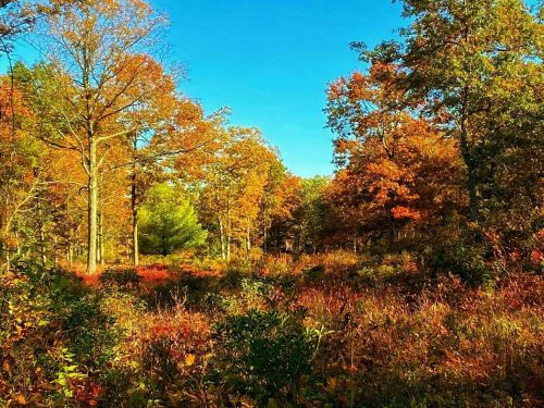 A vibrant autumn landscape with colorful trees and a clear blue sky, showcasing orange, yellow, and green foliage.