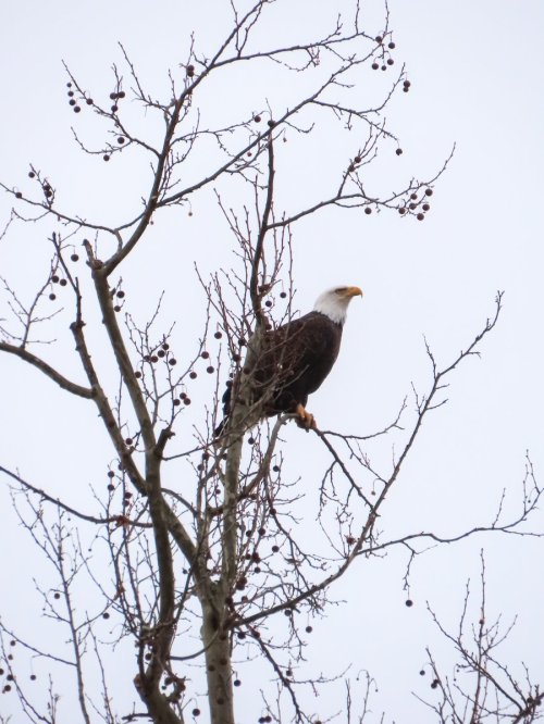 A bald eagle perched on a bare tree branch against a gray sky.