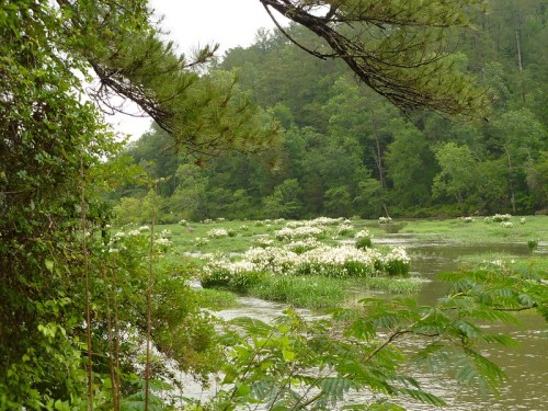 A serene wetland scene with lush greenery and clusters of white flowers blooming in the water.