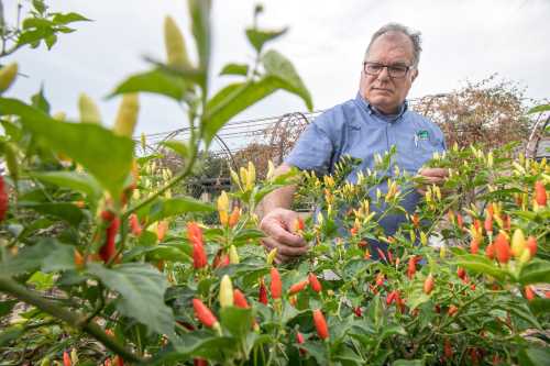 A man inspects colorful chili pepper plants in a greenhouse, surrounded by vibrant red and yellow peppers.