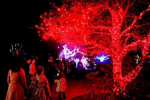 A festive scene with people walking through a park adorned with vibrant red and blue holiday lights on trees.