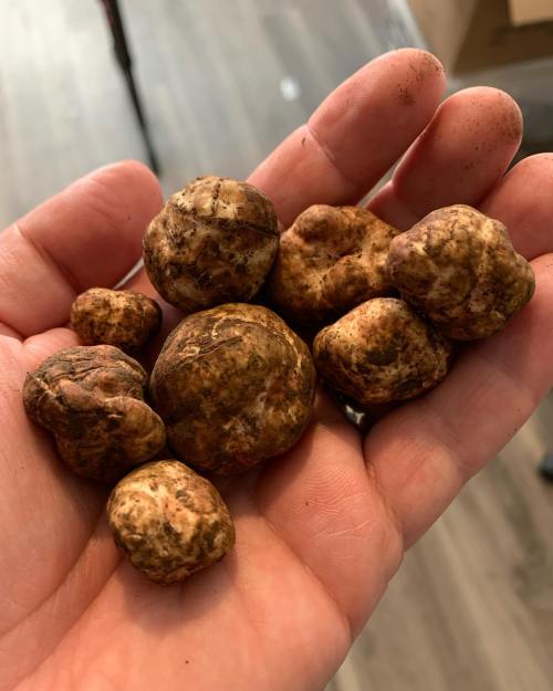 A hand holding several round, brown, earthy-looking tubers or root vegetables.