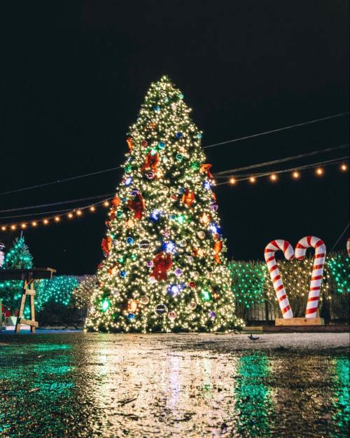 A beautifully lit Christmas tree adorned with ornaments, surrounded by festive decorations and candy canes at night.