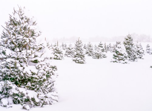A snowy landscape filled with evergreen trees, blanketed in fresh snow under a gray, overcast sky.