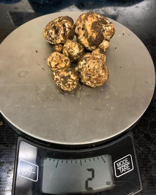 A digital scale displaying 2 grams with several irregularly shaped, earthy truffles on the weighing platform.