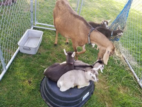 A goat stands near a group of three baby goats resting on a black container in a grassy pen.