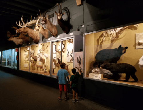 Two children observe taxidermy displays of animals in a museum, including bears and deer, under dim lighting.