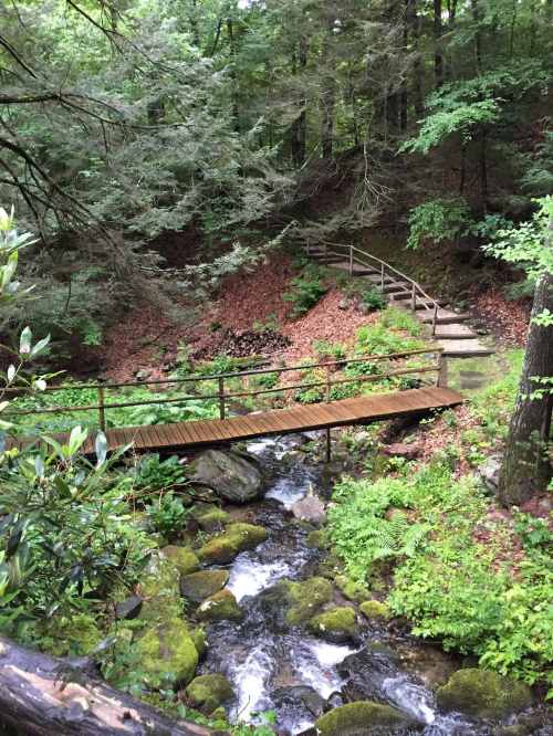 A wooden bridge crosses a stream in a lush, green forest with rocky banks and winding paths.