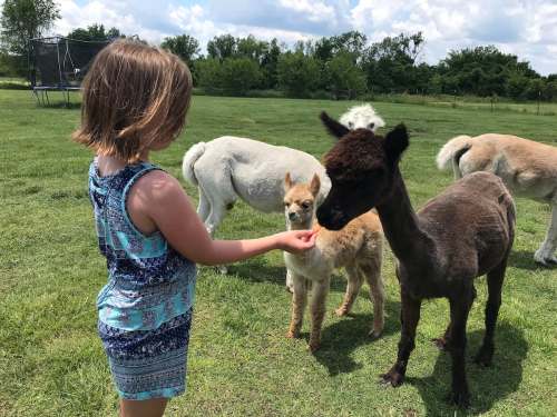 A child in a blue dress feeds an alpaca while surrounded by other alpacas in a grassy field.