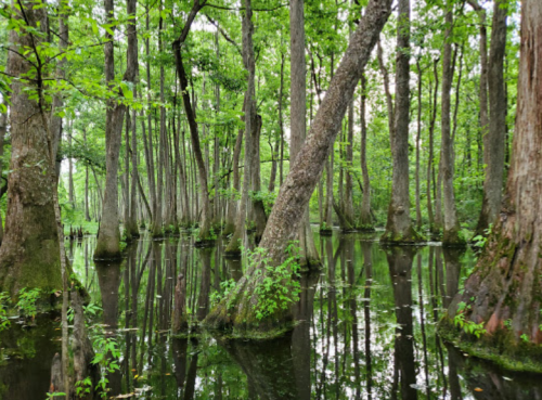 Lush green swamp with tall trees reflecting in still water, creating a serene and tranquil natural scene.