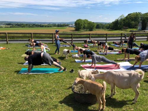 A group of people practicing yoga outdoors on mats, with goats grazing nearby in a sunny field.