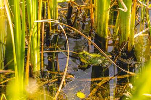 A green frog partially submerged in water among tall grass and reeds.