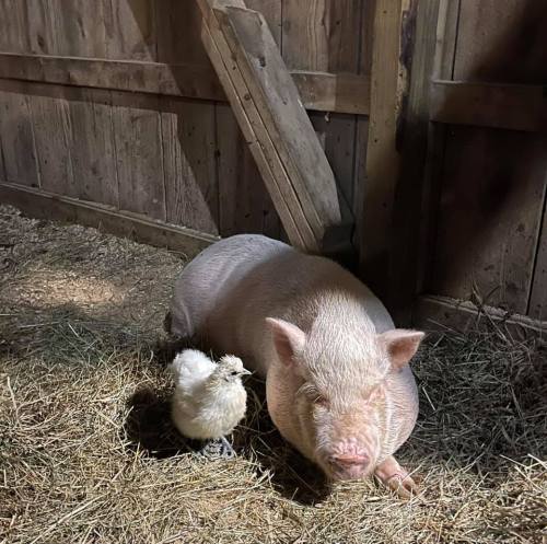 A pig resting on straw in a barn, with a small chick nearby. Wooden walls in the background.