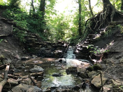 A serene forest scene featuring a small waterfall cascading into a rocky pool, surrounded by lush greenery.