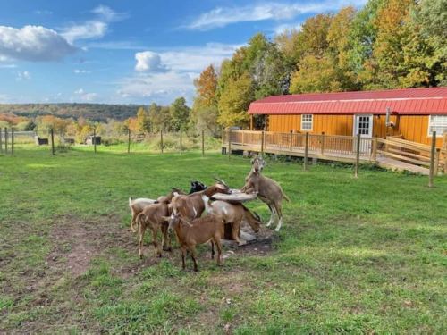 A group of goats gathered around a feeding station in a sunny, green pasture with trees and a cabin in the background.