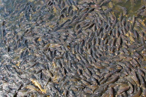 A large school of fish swimming close to the water's surface, creating a dense, swirling pattern.