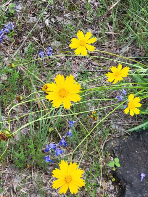 A cluster of bright yellow flowers surrounded by green grass and a few blue flowers in a natural setting.