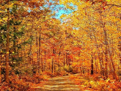 A serene forest path surrounded by vibrant autumn foliage in shades of orange, yellow, and red under a clear blue sky.