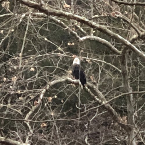 A bald eagle perched on a bare tree branch, surrounded by a backdrop of leafless trees.