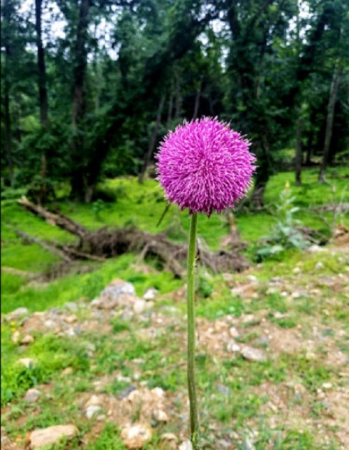 A vibrant purple flower stands tall in a lush green forest, surrounded by trees and natural scenery.