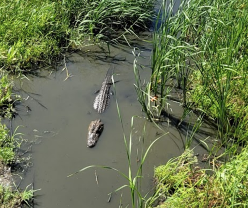 Two crocodiles swimming in a muddy waterway surrounded by tall green grass.