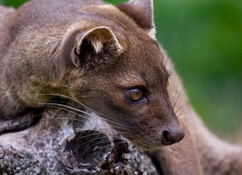 A close-up of a brown mammal with a sleek body and prominent whiskers, resting on a log against a blurred green background.