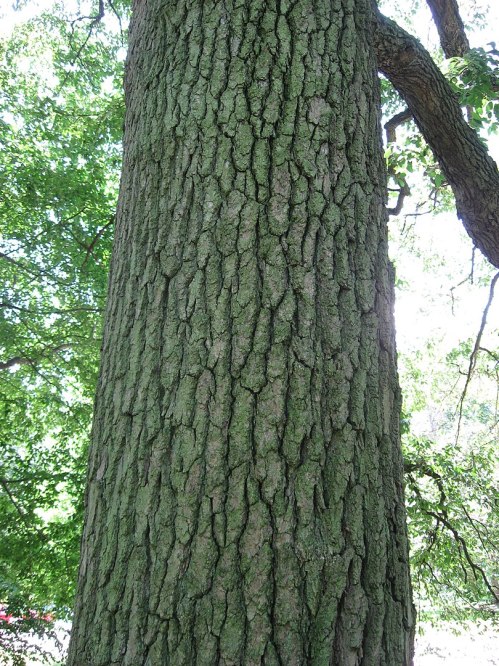 Close-up of a textured tree trunk with greenish bark and sunlight filtering through surrounding leaves.