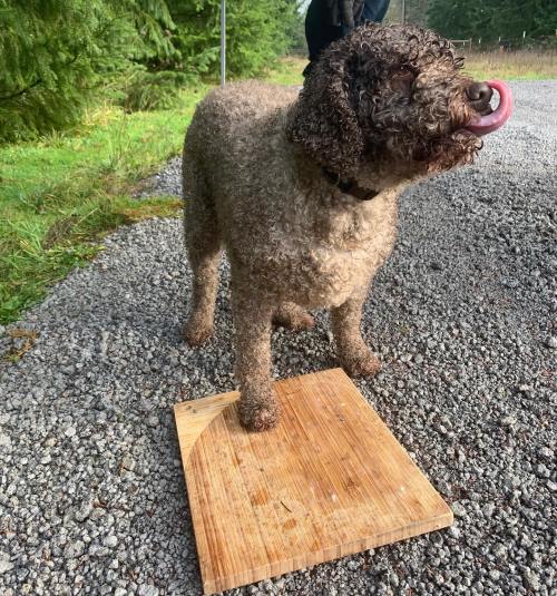 A curly-coated dog stands on a wooden board outdoors, with greenery in the background.