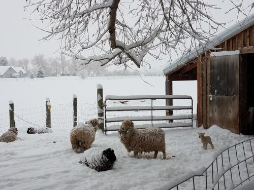 A snowy farm scene with sheep and a lamb near a barn, surrounded by a white landscape and a fence.
