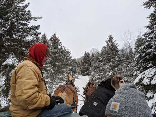 A person in a red hooded jacket sits on a sled, pulled by horses, surrounded by snow-covered trees.