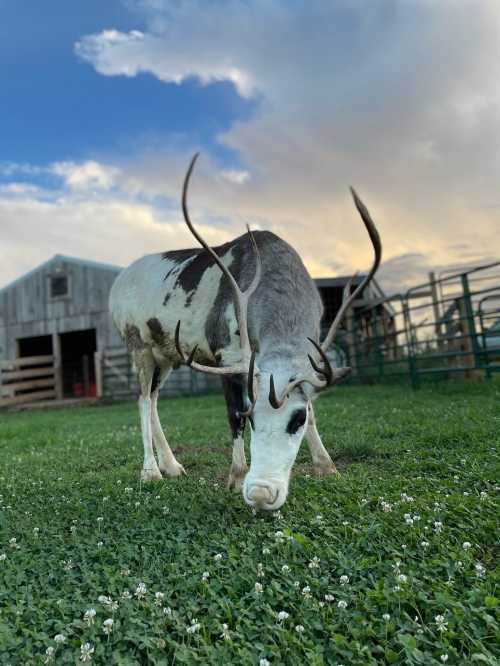 A white and gray animal with antlers grazes on green grass under a cloudy sky near a barn.