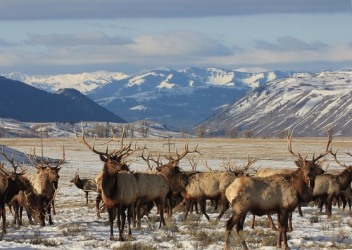 A herd of elk stands in a snowy landscape with mountains in the background under a clear blue sky.