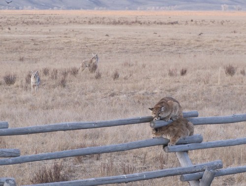A bobcat sits on a wooden fence, while two coyotes watch from a distance in a grassy landscape.
