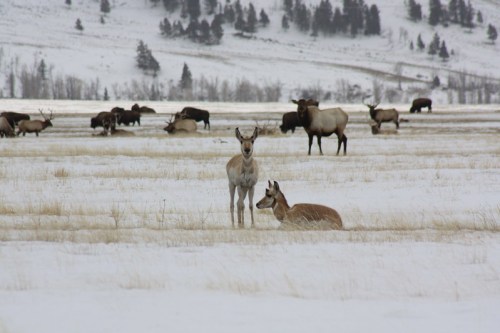 Two pronghorns in a snowy field, with a herd of elk grazing in the background among sparse grass and trees.