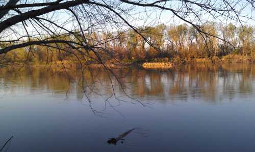 A calm river reflects trees and branches, with a serene landscape in the background under a clear sky.