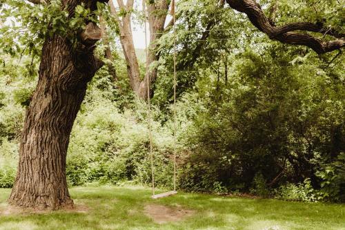 A rustic tree with a swing hanging from a thick branch, surrounded by lush greenery and grass.