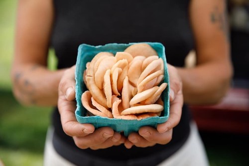 A person holds a small container filled with fresh, light-colored mushrooms.