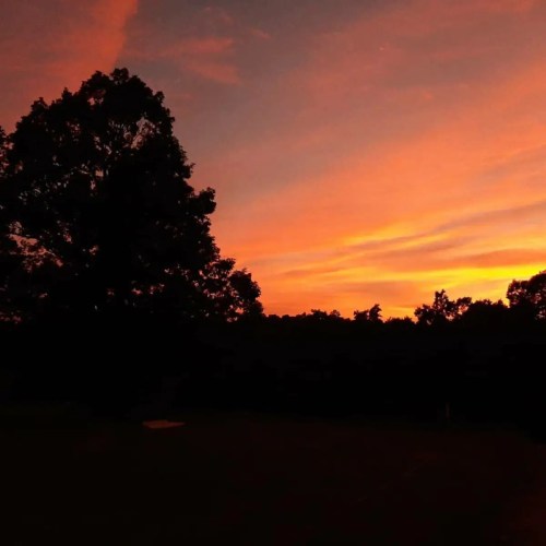 Silhouetted trees against a vibrant sunset with shades of orange and yellow in the sky.