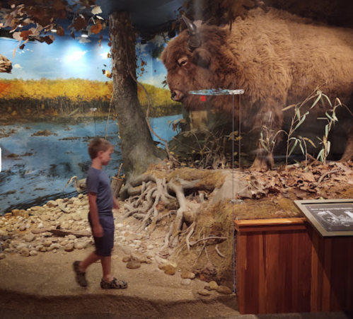 A child walks past a lifelike bison display in a natural history museum setting.