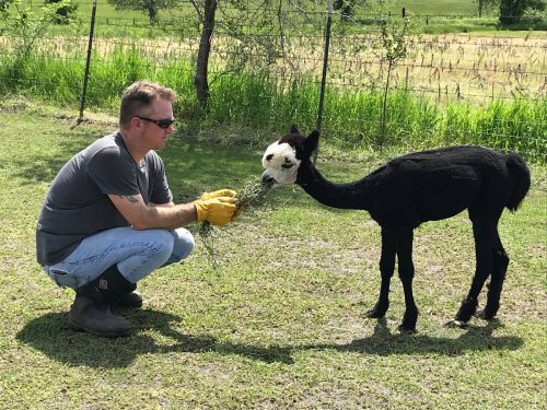 A man in gloves kneels to feed grass to a black and white alpaca in a grassy field.