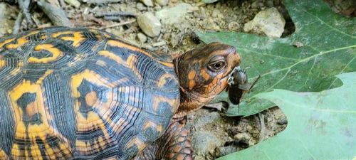 A close-up of a turtle with a patterned shell, holding a small insect in its mouth on a bed of leaves.