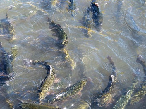 A school of fish swimming in clear water, with sunlight creating ripples on the surface.