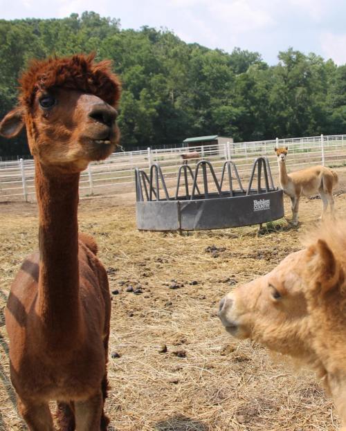 Two alpacas in a grassy field, one with a distinctive brown coat and the other lighter, near a feeding trough.
