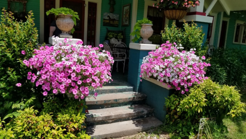 A charming entrance with vibrant pink and white petunias flanking stone steps, leading to a colorful house.